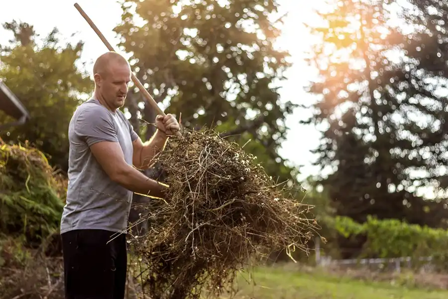 Efficient Yard cleanup in Vista, CA